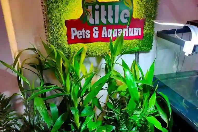 Photos of Little pets & Aquariam Ponkunnam, Ponkunnam, Kottayam,| September 2024 - RectoPages