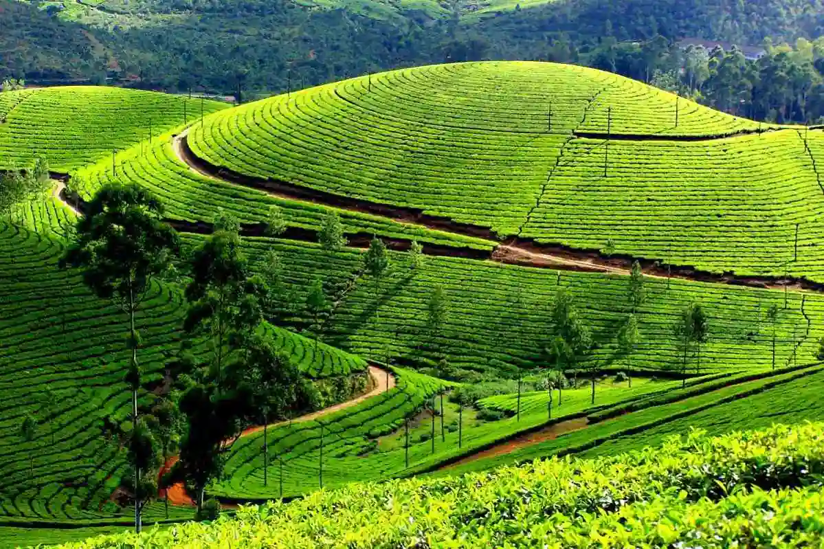 Photos of Pothamedu View Point, Munnar, Idukki,| September 2024 - RectoPages